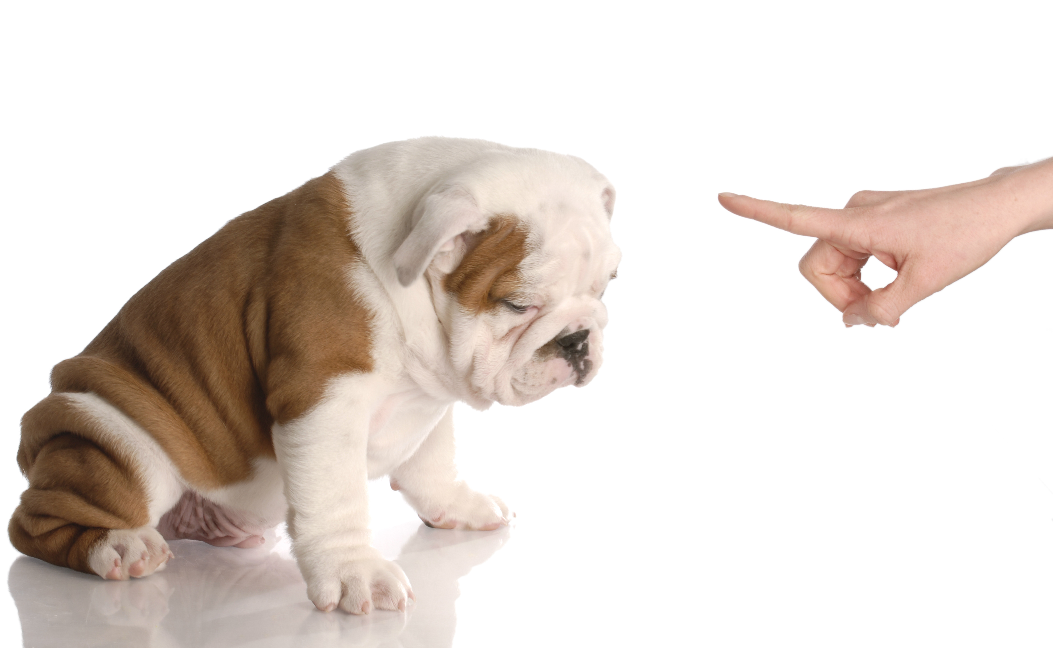 Image of a person scolding a puppy. 